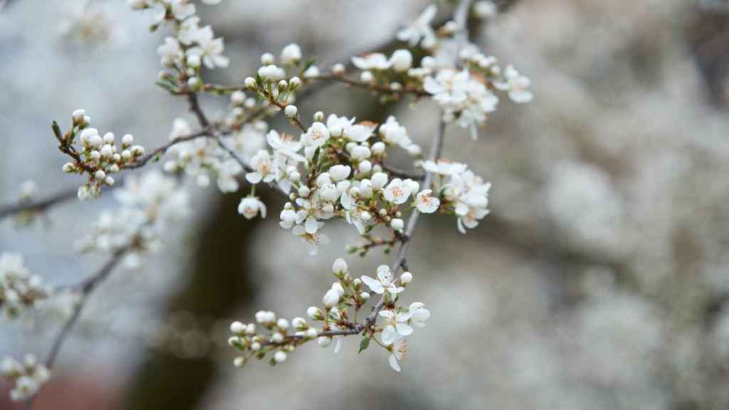 Almendro en flor