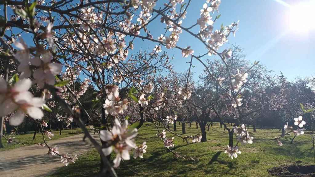 Almendros en flor