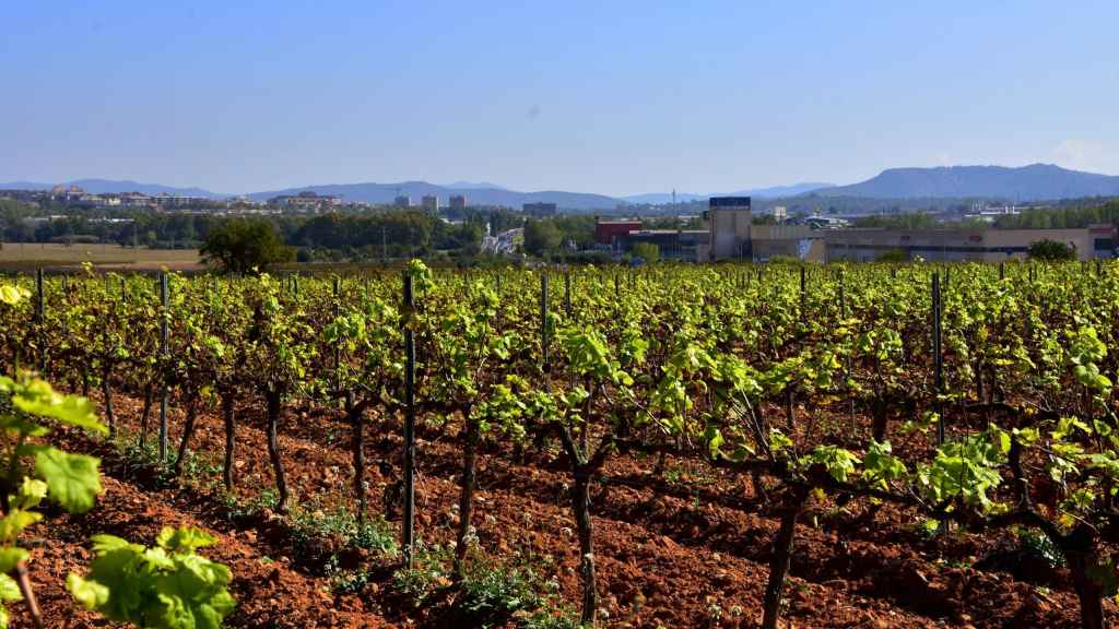 Viñedo en el Penedès