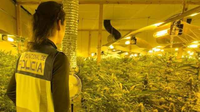 Una agente de la Policía Nacional durante un operativo contra un grupo criminal dedicado al cultivo de marihuana