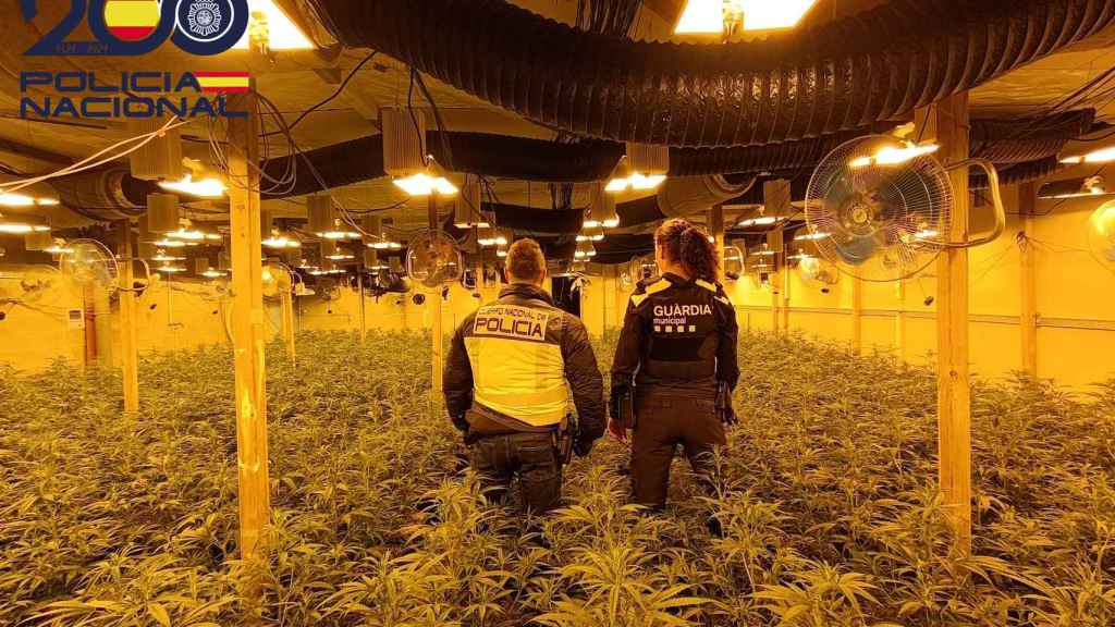 Agentes de la Policía Nacional en una de las plantaciones desmanteladas recientemente