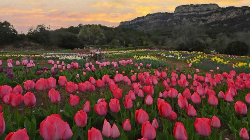 Un prado con tulipanes