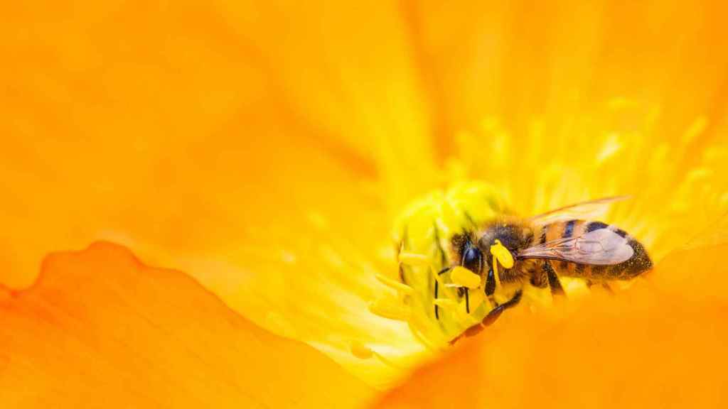 Imagen de archivo de una abeja