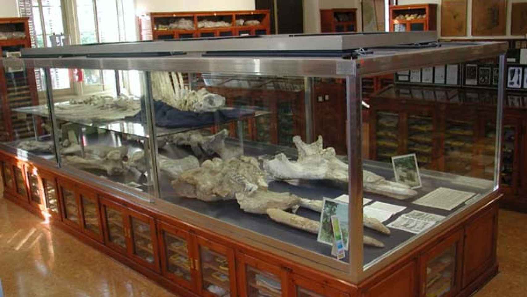 Sala de exposiciones del Museo Geológico del Seminario de Barcelona