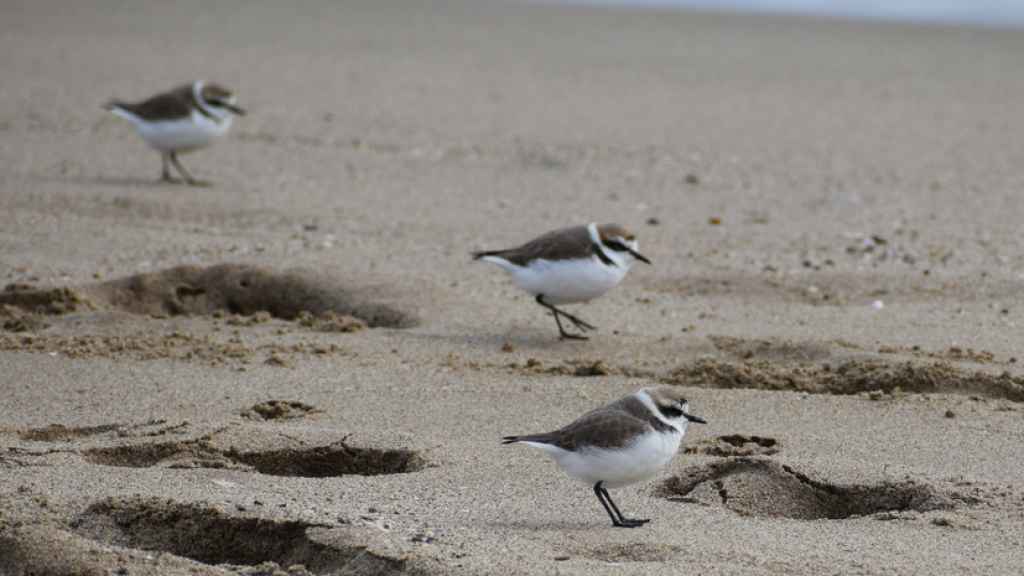 Ejemplares de chorlitejo patinegro en la playa de Viladecans