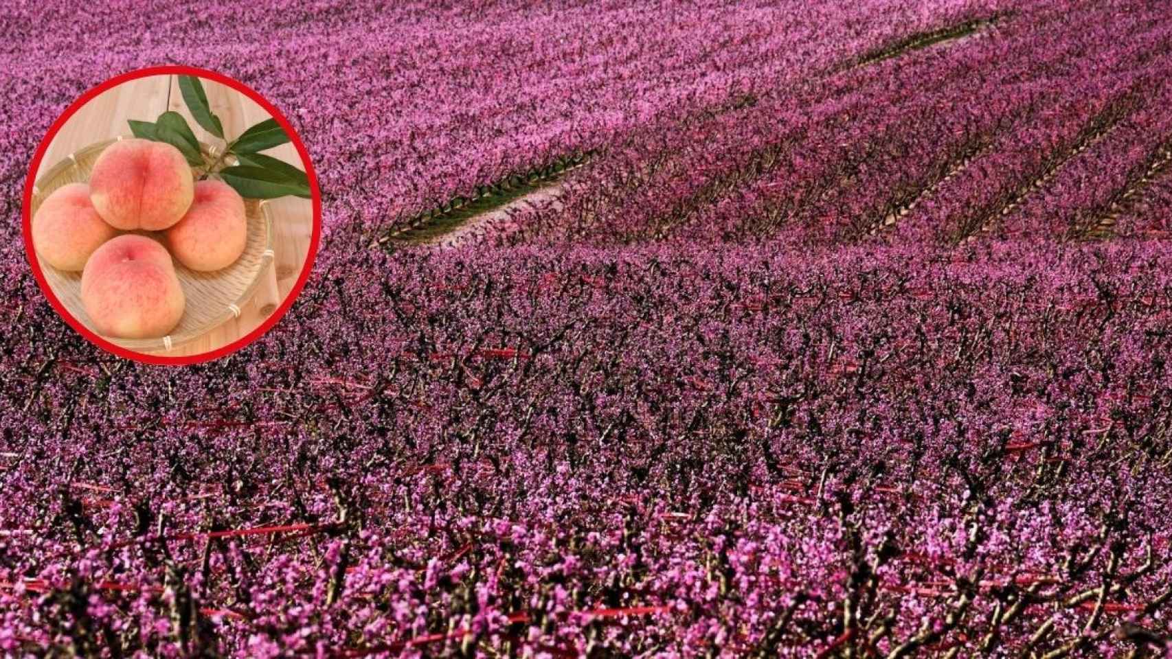 Fotomontaje de los campos de Aitona con melocotoneros en flor