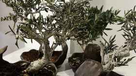 Los bonsáis robados de El Celler de Can Roca