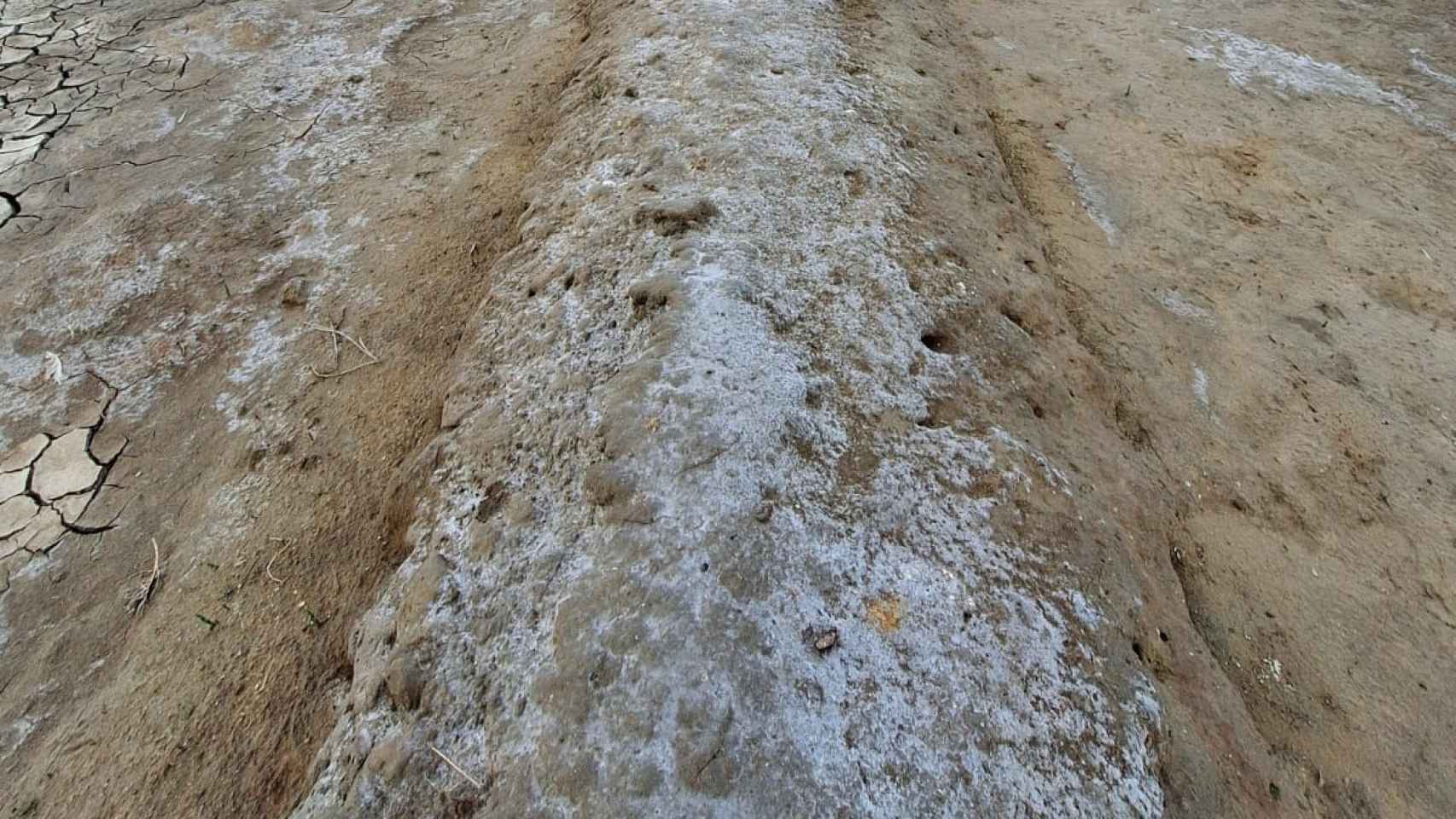 La sal acomulada durante la temporada pasada aún cubre la tierra fértil de los arrozales del Delta de l'Ebre