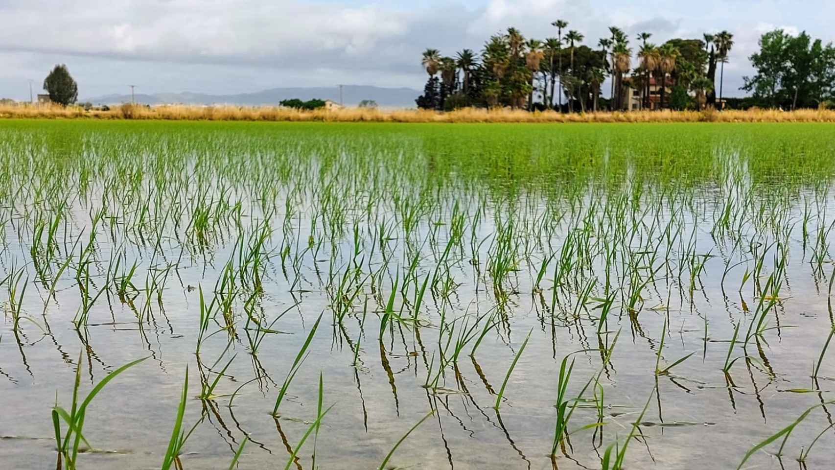 Inunadación de un campo de arroz en el Delta de l'Ebre