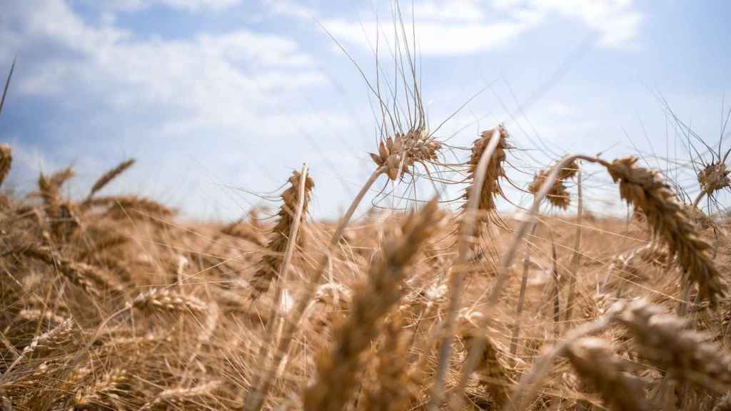 Campo de cereales ucraniano