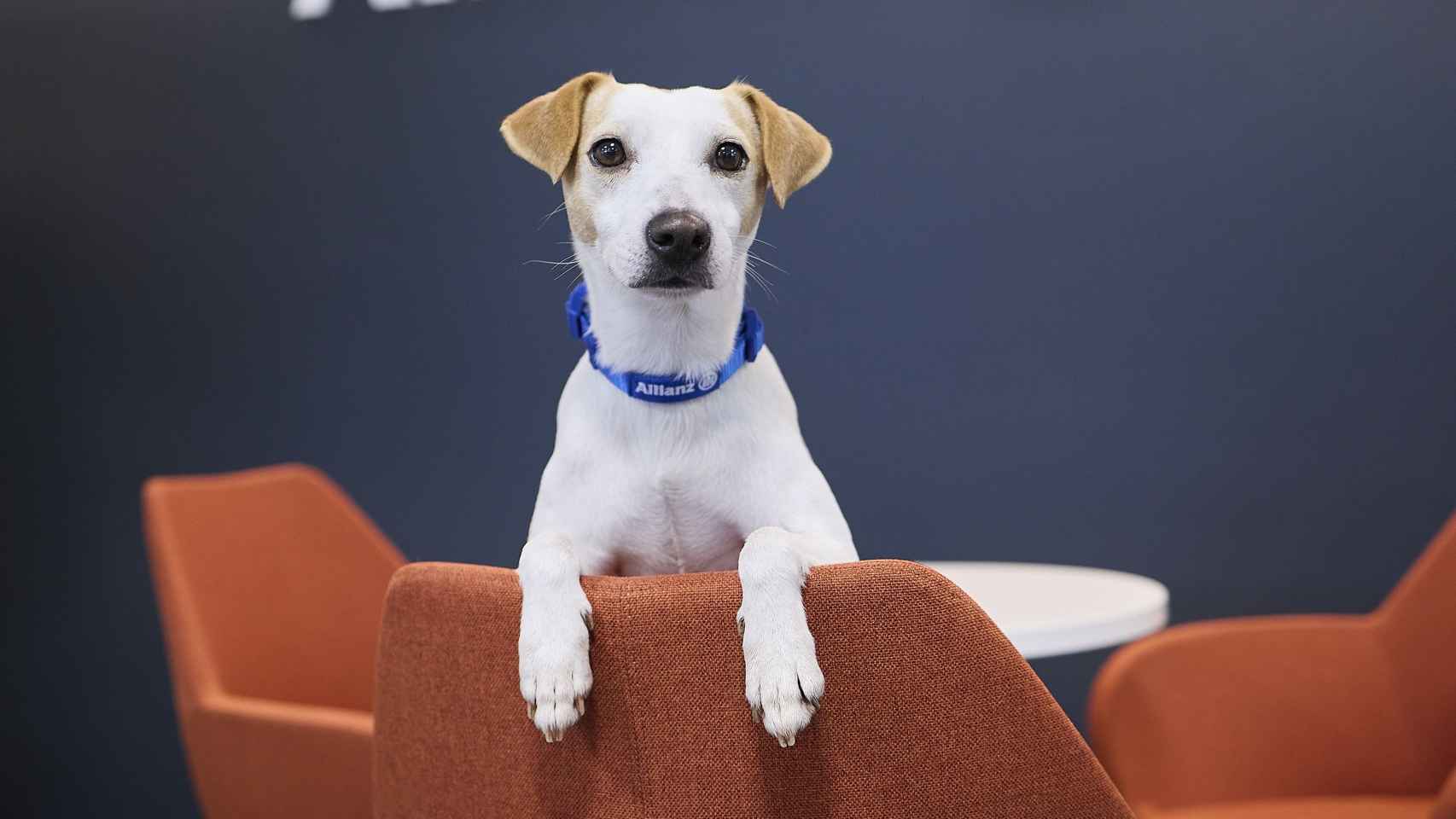 'Pipper', el perro embajador de una conocida marca de seguros