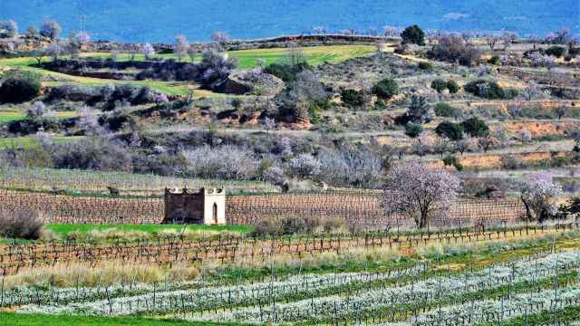 Un paisaje con viñas de la Conca de Barberà