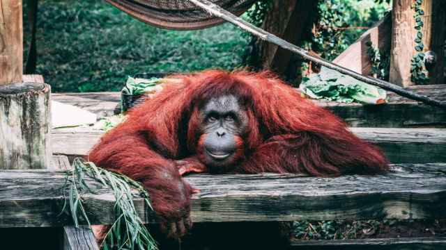 Un orangután en la selva | PEXELS