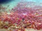 'Invasión' de medusas en Cataluña tras las altas temperaturas y la sequía