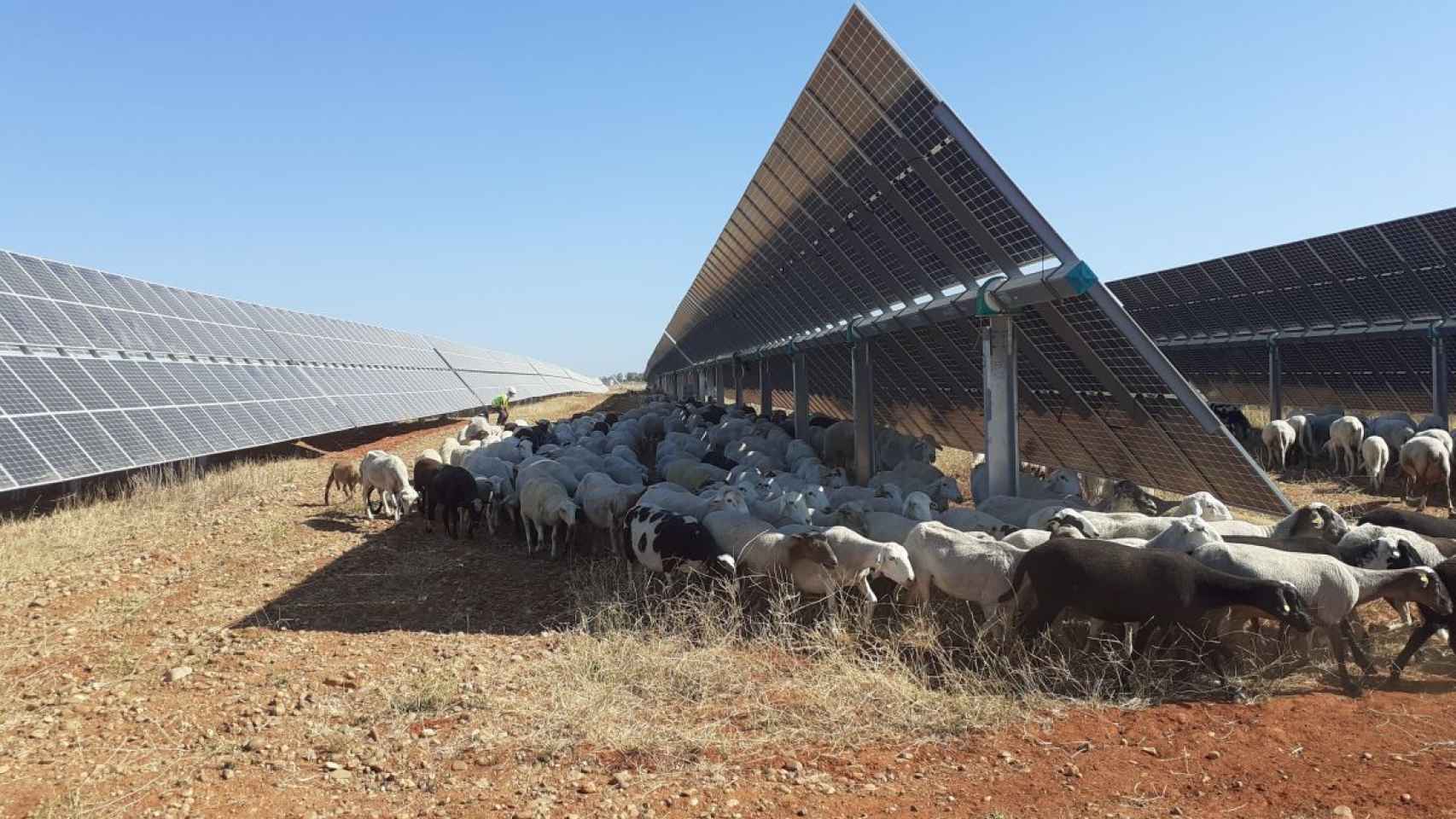 El ganado se refugia del sol bajo unas placas solares