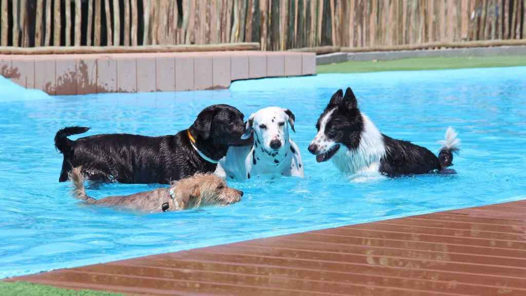 Varios perros en una piscina, de vacaciones