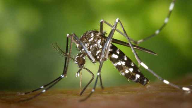 Un mosquito picando, en una imagen de archivo