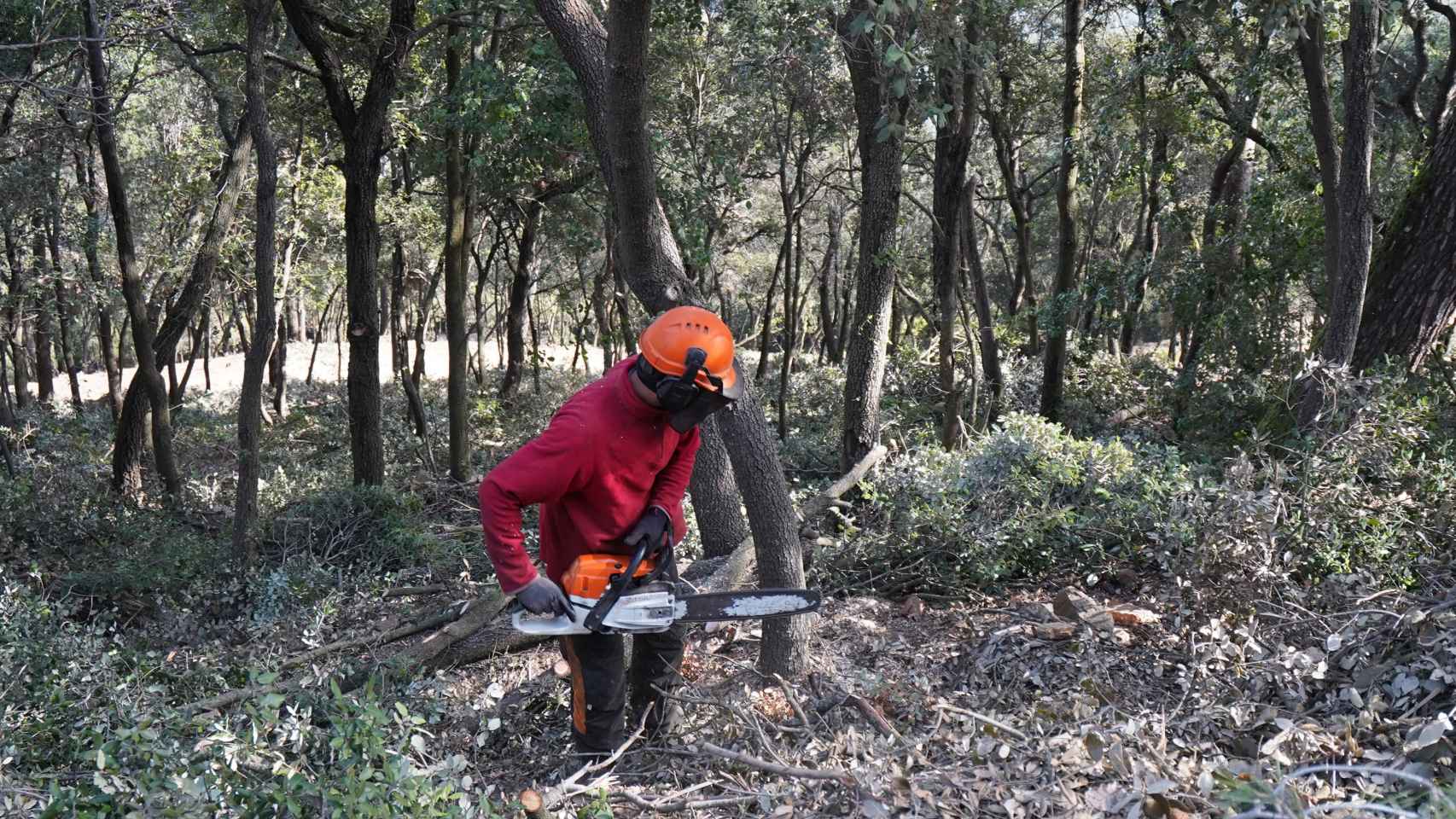 Un operario de AMB sierra un árbol durante la campaña de prevención de incendios de Collserola