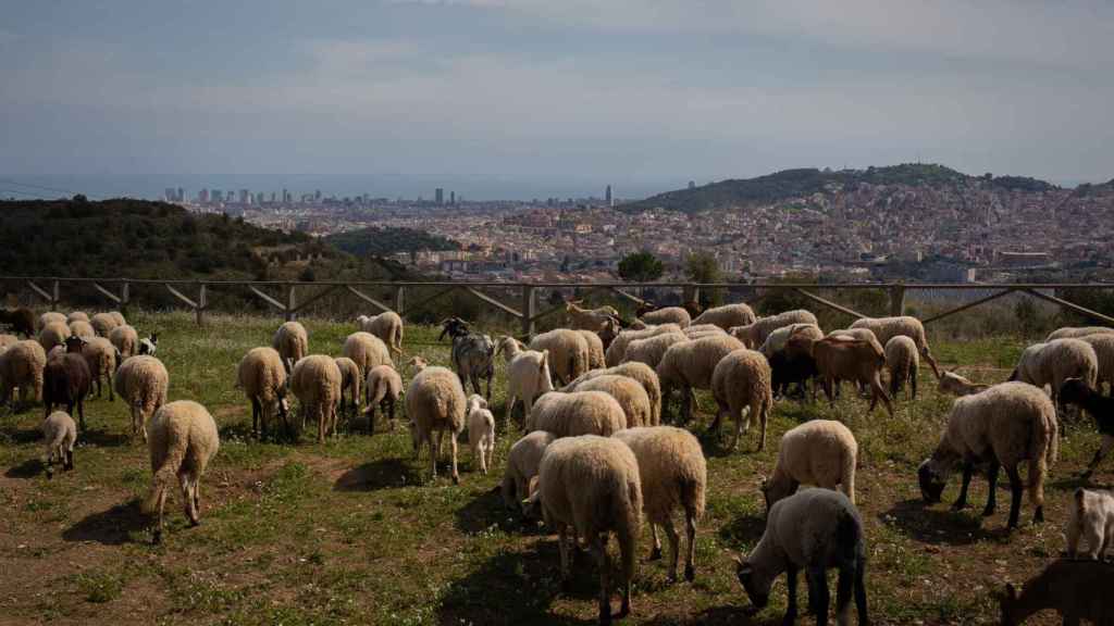 Varias ovejas pastan cerca del Mirador de Montbau, a 6 de abril de 2022, en Barcelona, Cataluña