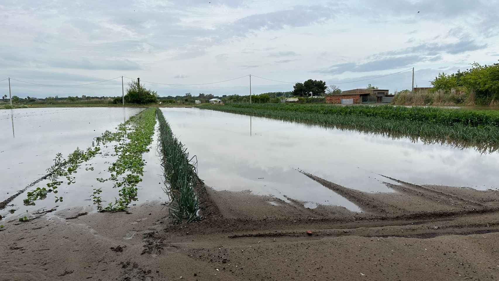inundación en un campo de cultivo del Baix Llobregat