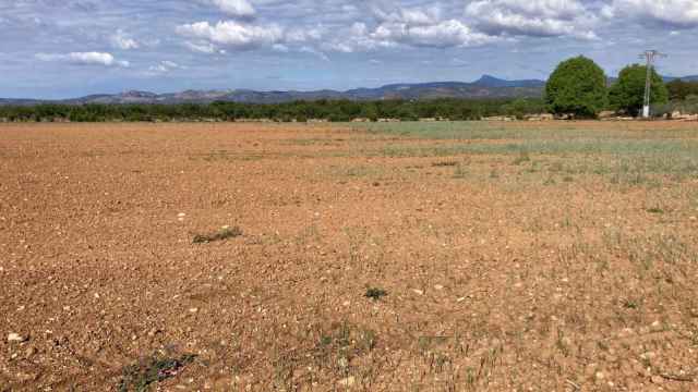 Imagen de un campo de cereales con carencias hídricas