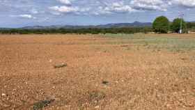 Imagen de un campo de cereales con carencias hídricas