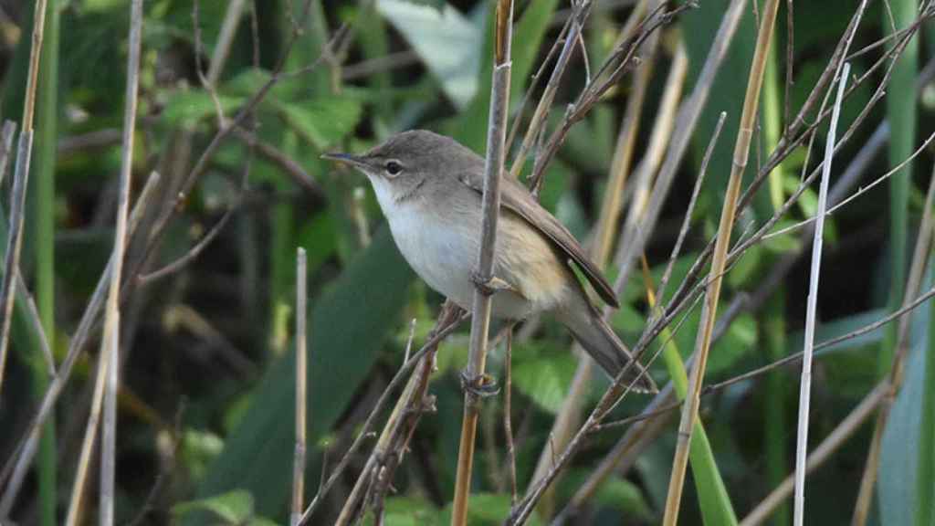 Pájaro 'Buscarla de canyar'