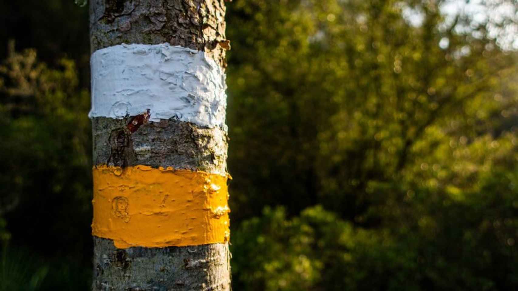 Árbol con señales de senderismo