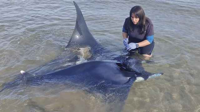 Una veterinaria del CRAM evalúa la salud de la manta en la playa de Calafell