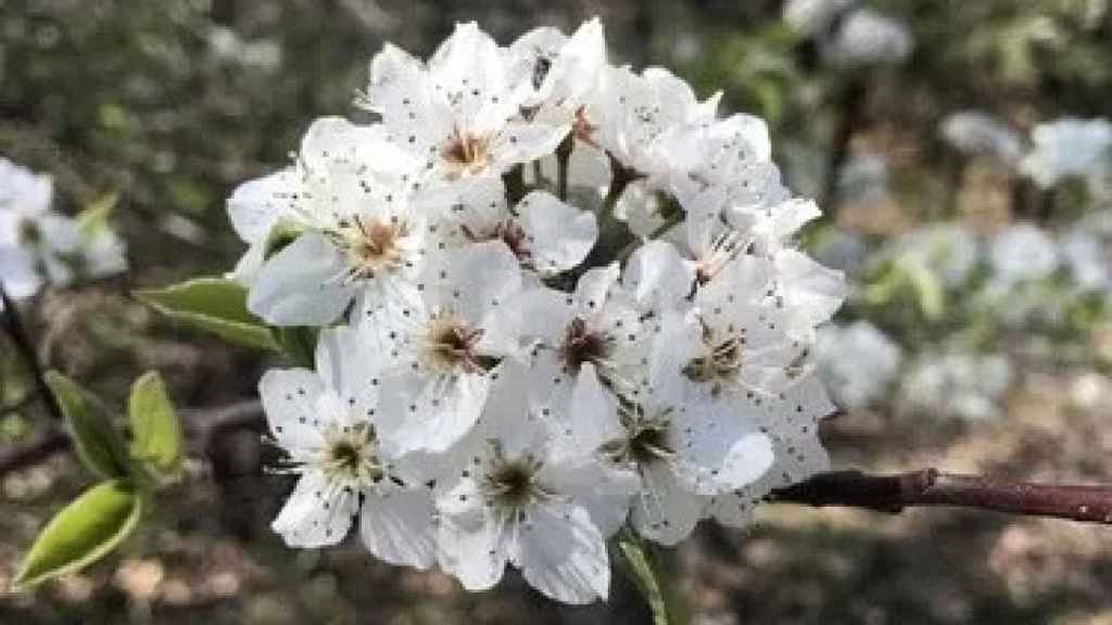 Flor de Peral de Callery