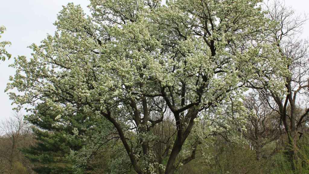 Peral de Callery en flor