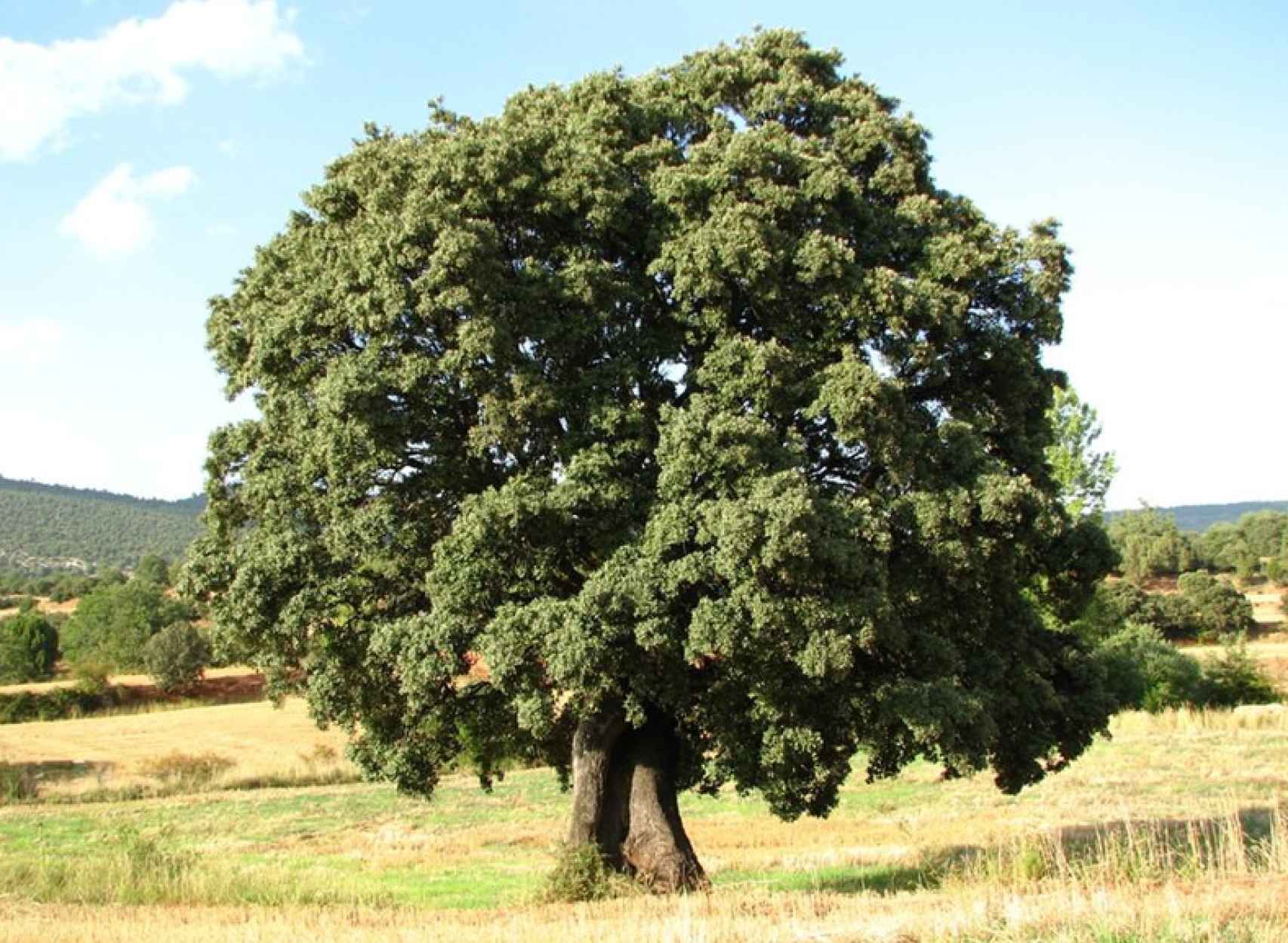 Encina