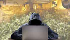Montaje de un ciberdelincuente en una plantación de marihuana, los dos delitos que más han aumentado en Cataluña