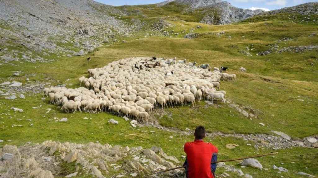 Un pastor con su rebaño de ovejas en el Pirineo