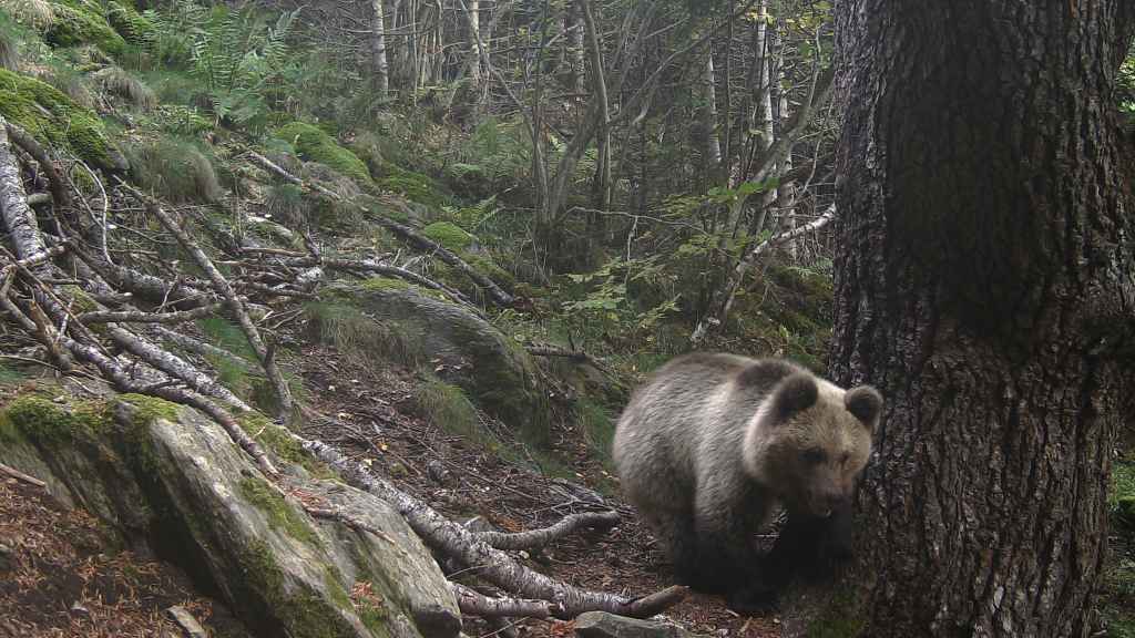 Un oso pardo en el Pirineo catalán