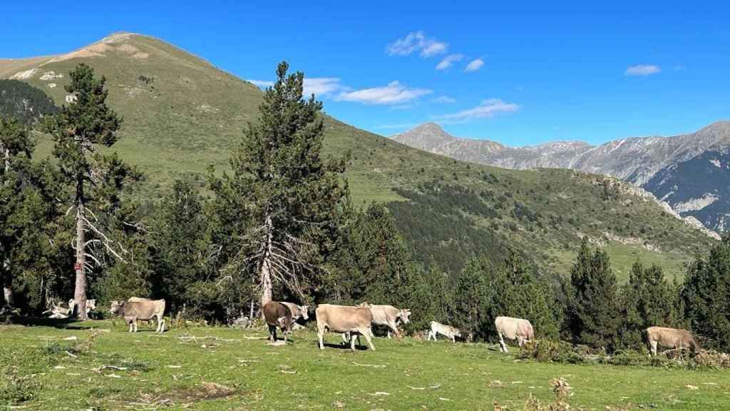 Vacas pastando en el Pirineo