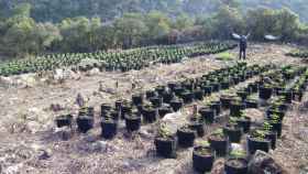 Plantación de marihuana desmantelada en la montaña de Prades