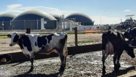 Vacas de la granja Torre Santamaria de Vallfogona de Balaguer (Lleida) frente a la planta de biometano