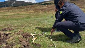Dos Mossos d'Esquadra investigan el hallazgo de restos animales en la Vall d'Aran