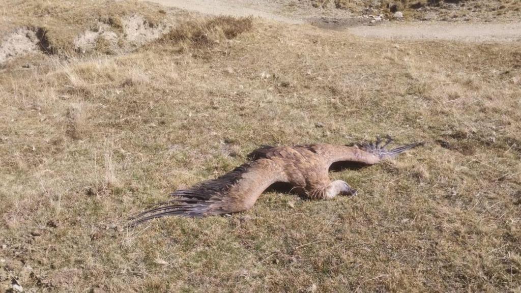 Un buitre muerto en el Pirineo por la intoxicación al comer de un toro envenenado