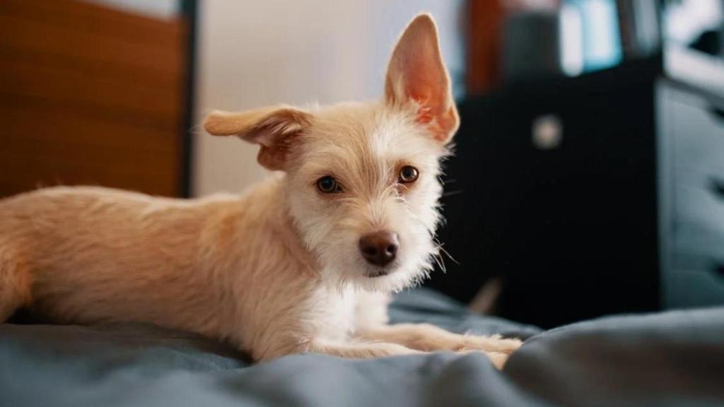 Un perro en una cama