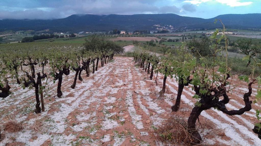 Efectos de una tormenta de granizo en un viñedo del Penedès