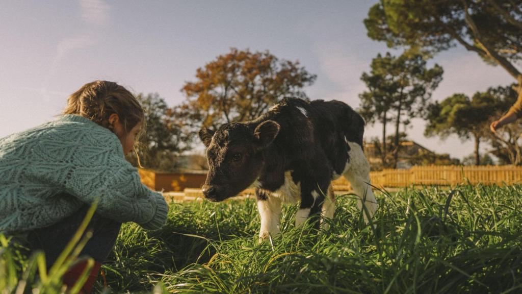 Una niña se acerca a un ternero en una granja de Danone