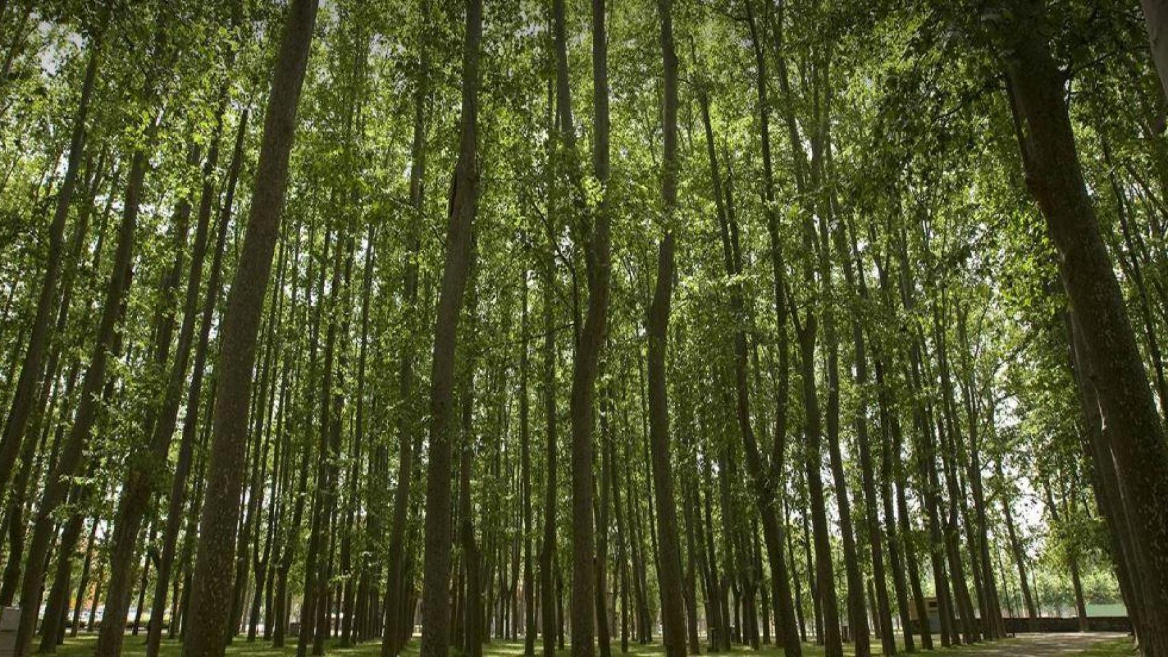 Parque de la Devesa de Girona