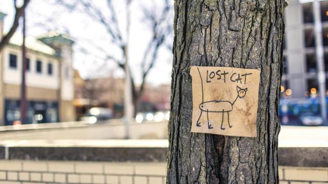Cartel de 'Lost Cat' en un árbol