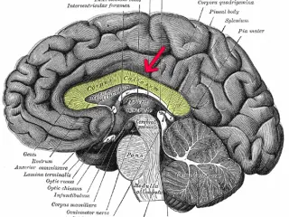 El cerebro y el confuso laberinto de la vida