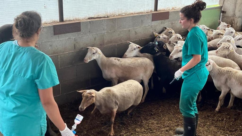 Vacunación contra la lengua azul para ovejas y bovinos en una granja de Prats de Lluçanès (Barcelona)