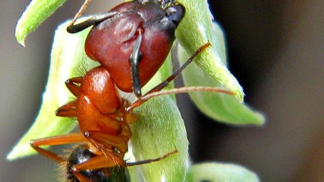 Hormiga de la especie Camponotus Floridanus