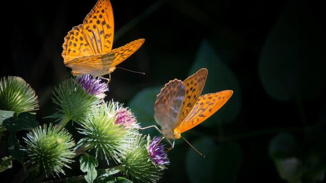 Dos mariposas