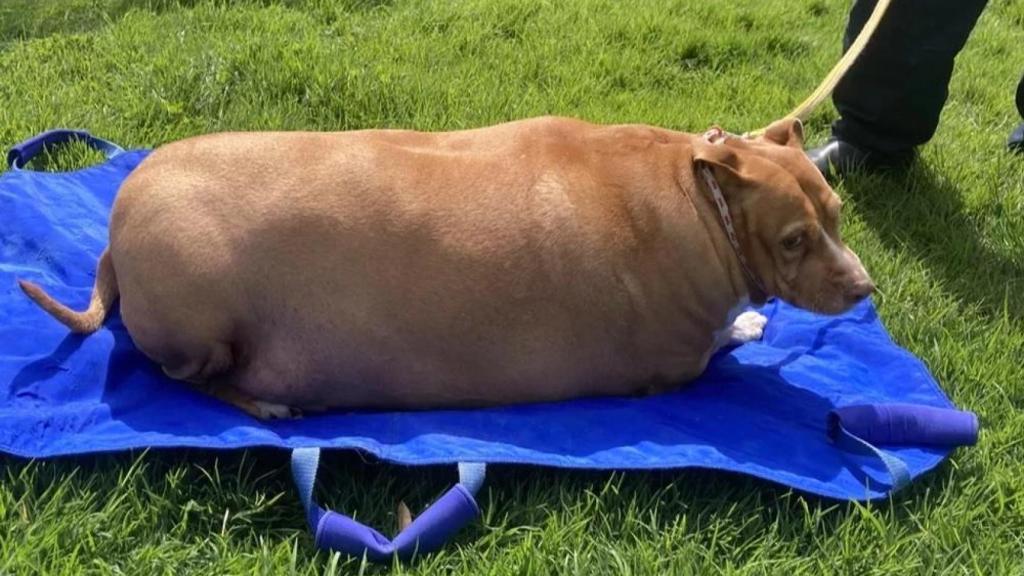 El perro Nuggy, fallecido por culpa de la obesidad